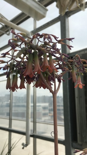 Hanging Flowers On A Stem